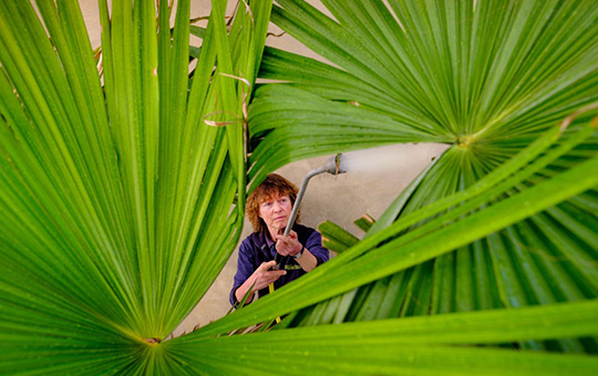 A horticulturalist waters the Suicide palm, the leaves of which fills the frame